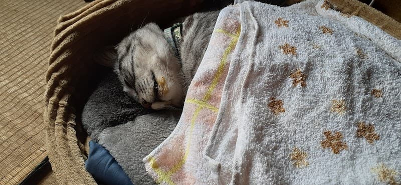 せみね動物病院