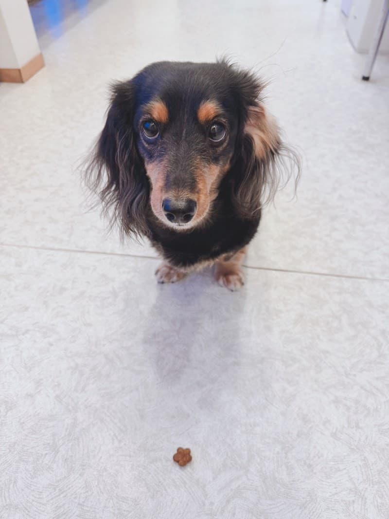 しんつつみ動物病院