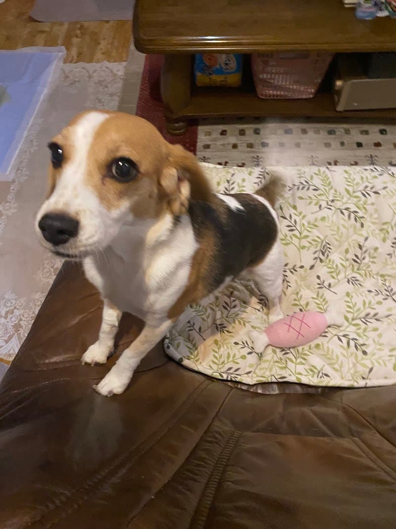 さとう動物病院