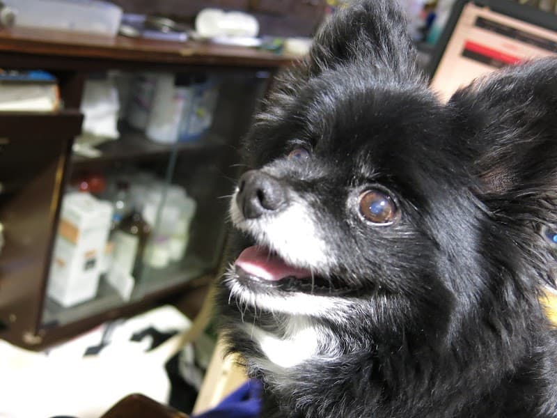 フォルテ動物病院