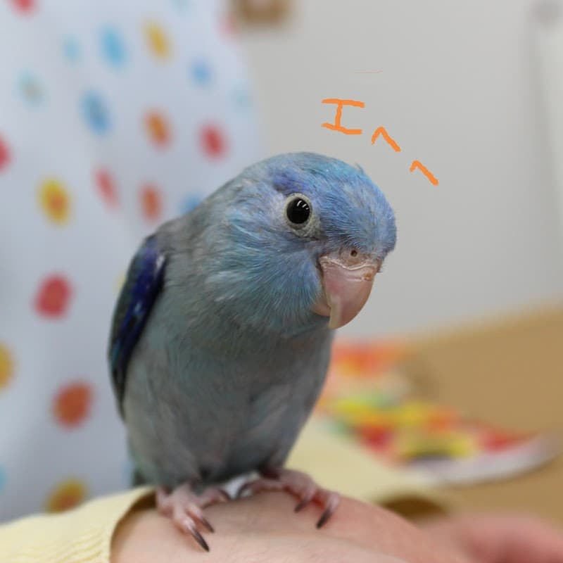 オカリナ動物病院