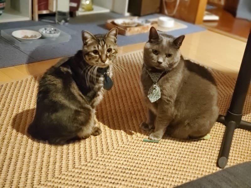 訪問アニマルクリニック浜口