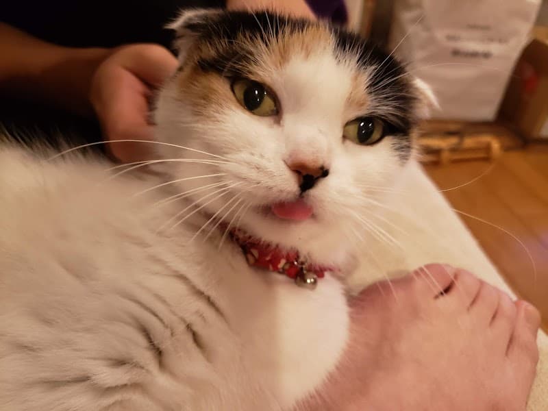 とみざわ動物病院