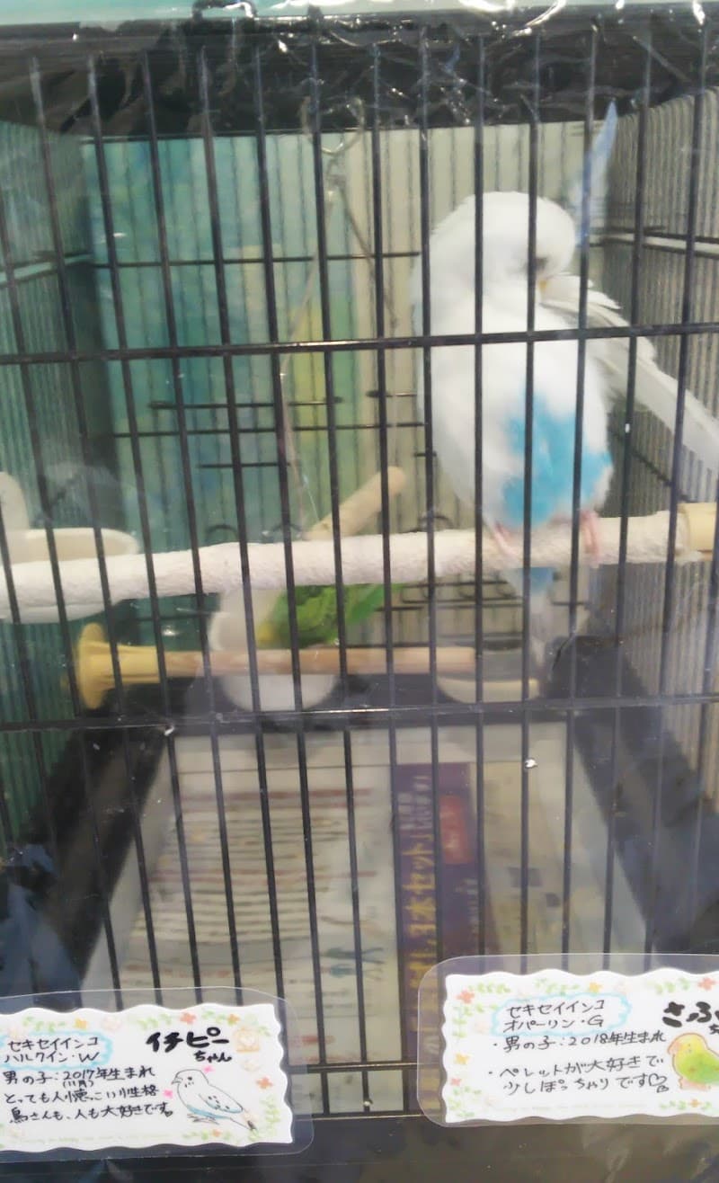 仙台小鳥のクリニック