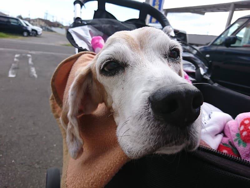 あおぞら動物医院