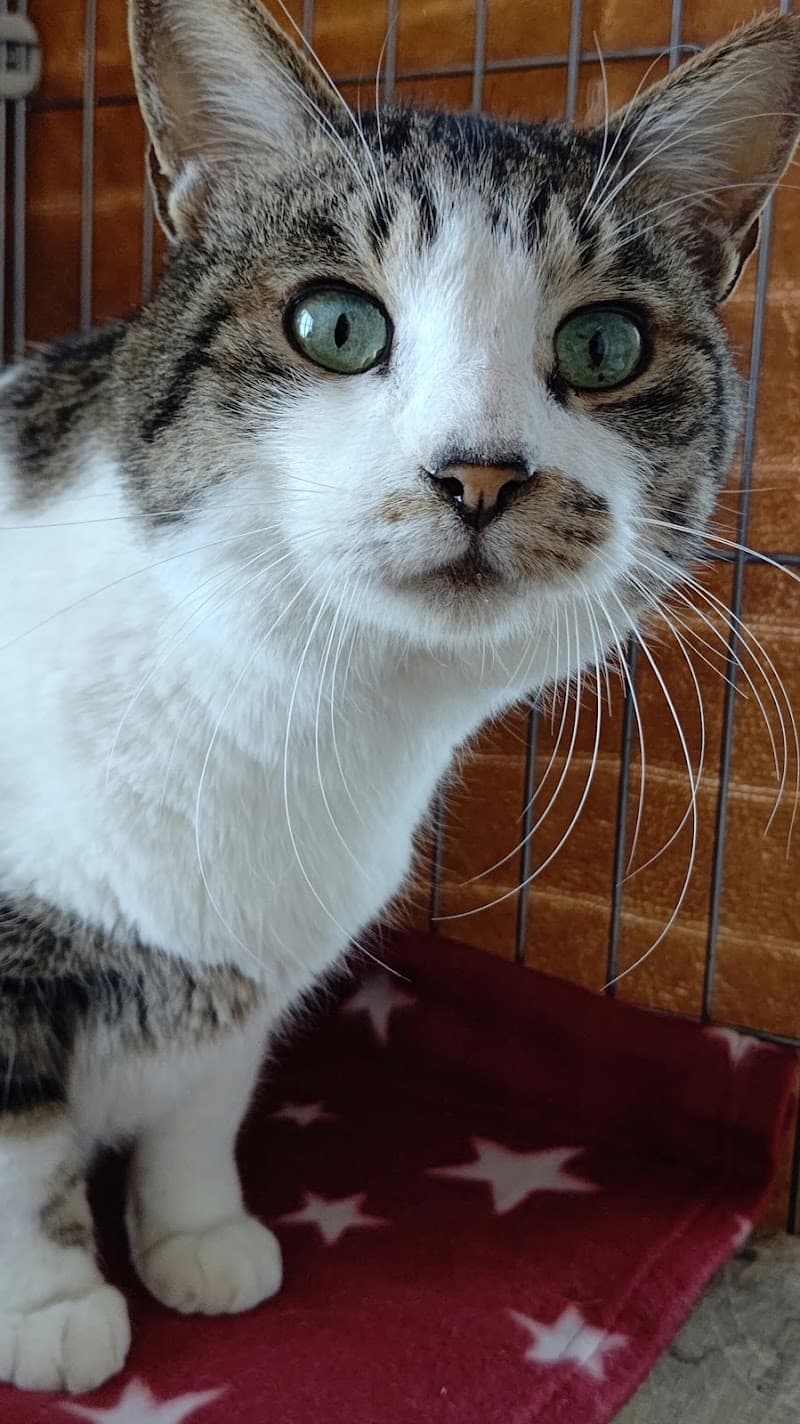 さくらペットクリニック