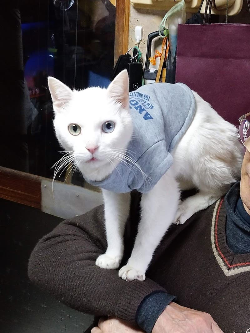 アーク動物病院