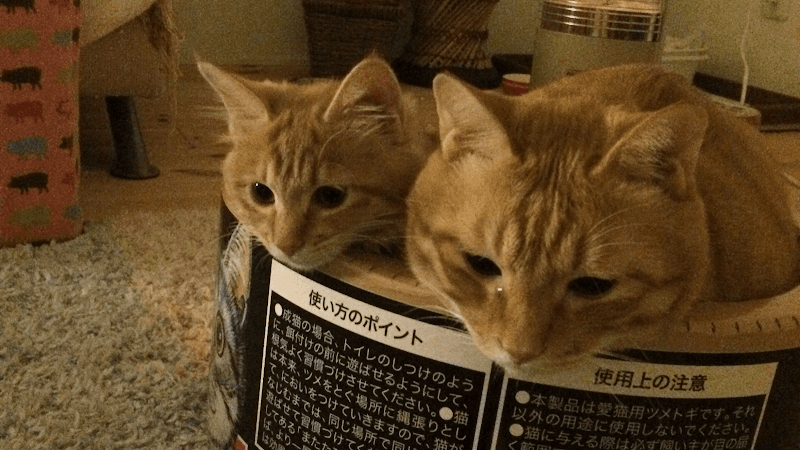 ひがしね動物病院
