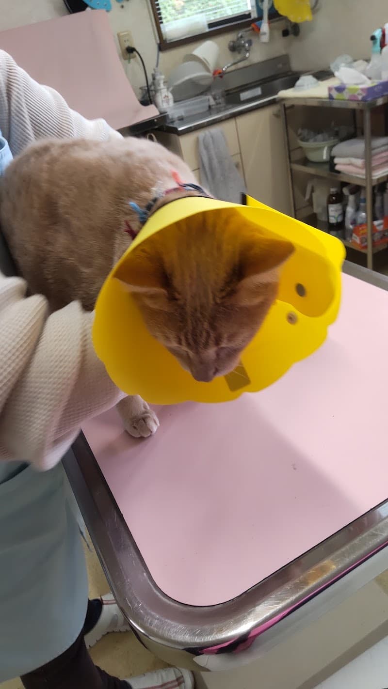 遠藤どうぶつ病院