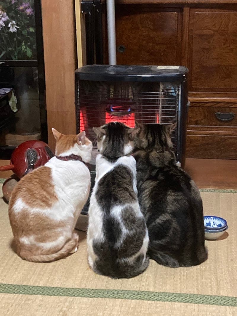 けい犬猫クリニック