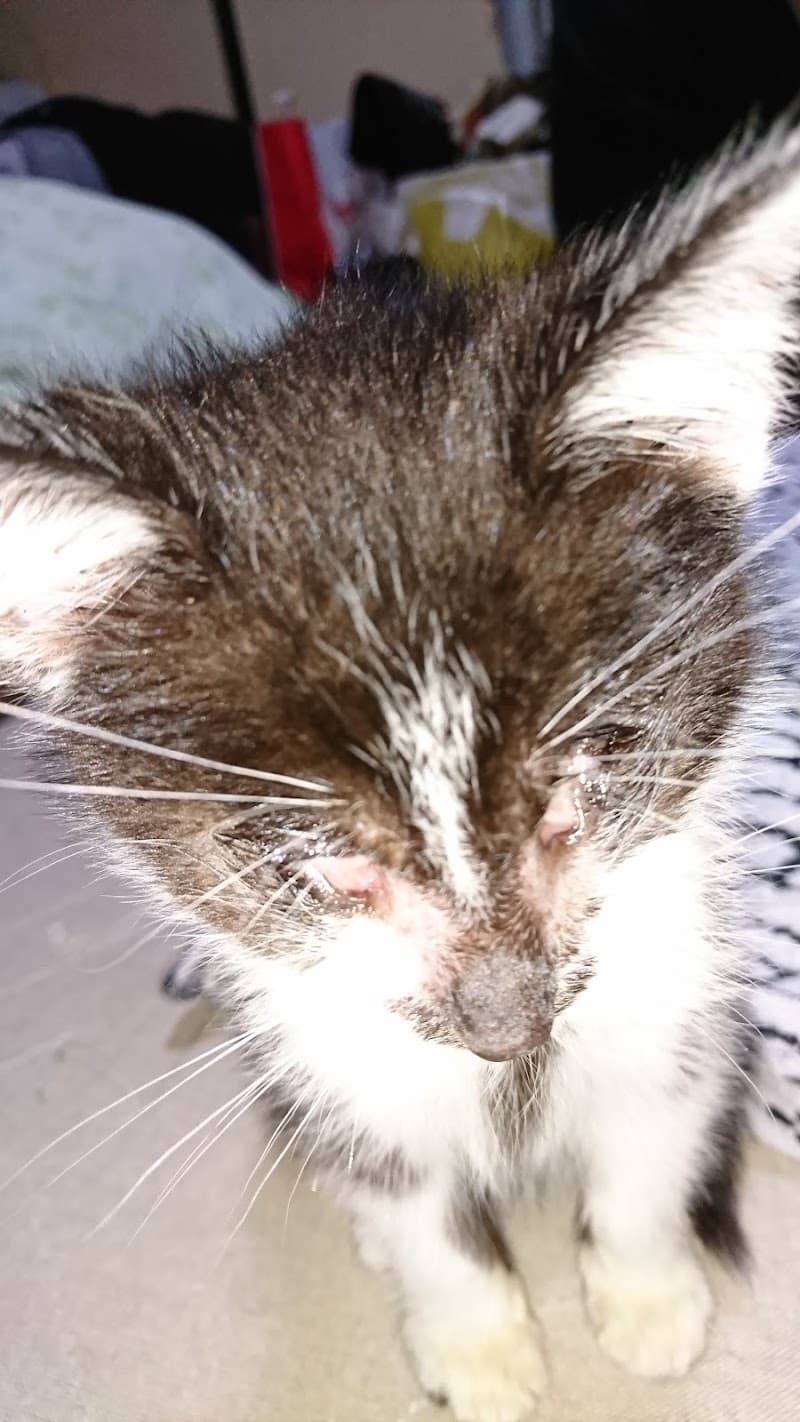 村山共同家畜診療所 犬猫診療科