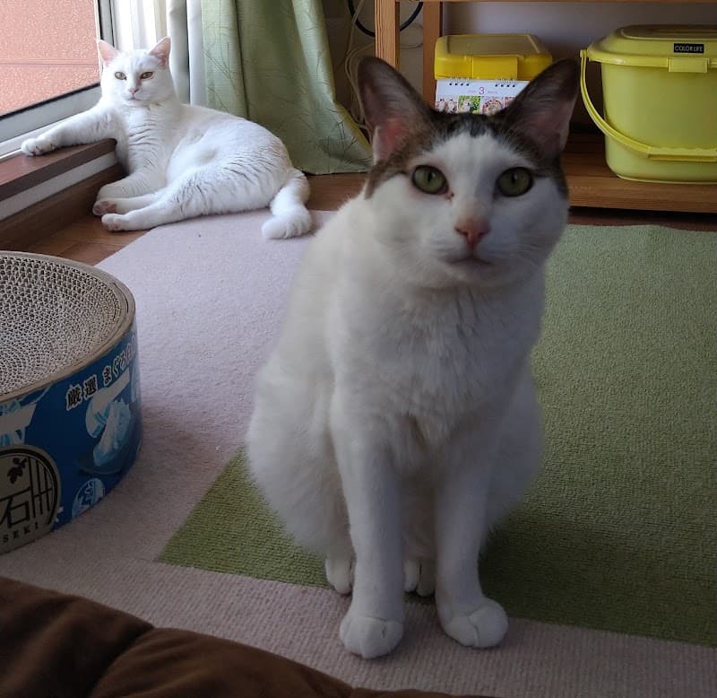 やまぐち動物クリニック