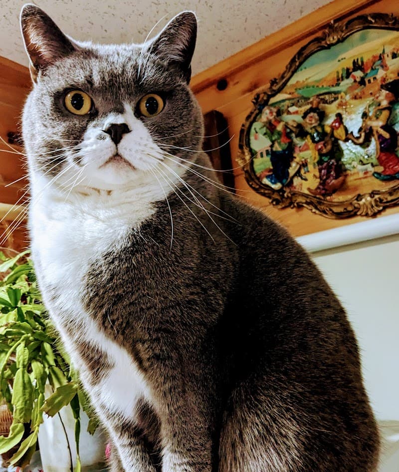 久保獣医科病院