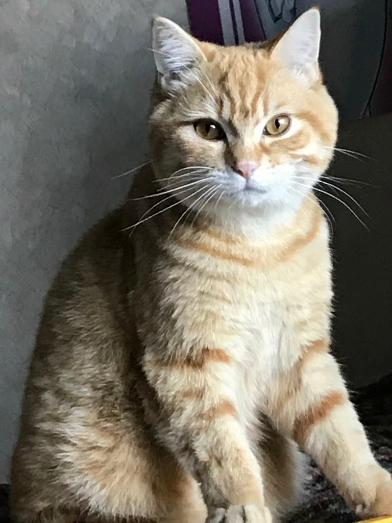 藤田動物病院