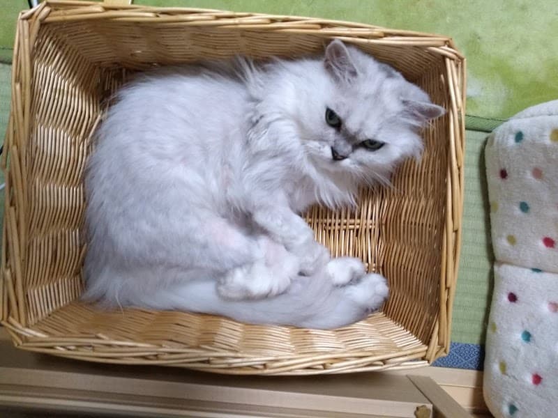 なかい動物病院