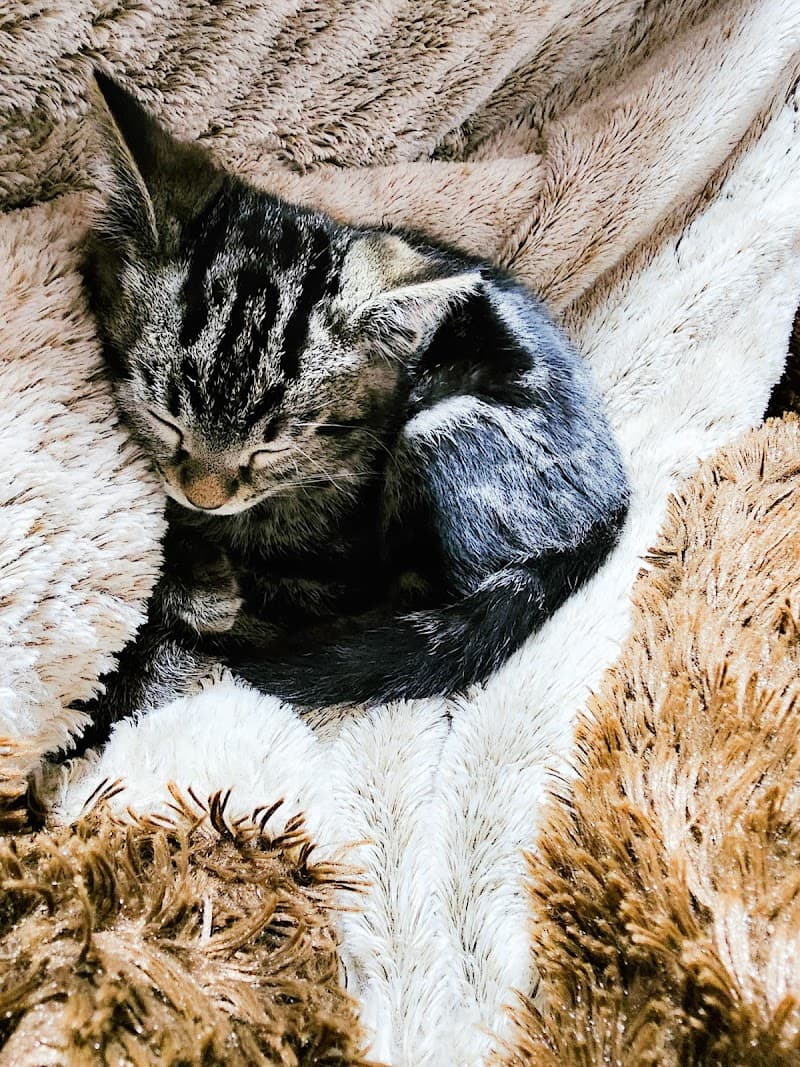 こんない動物病院