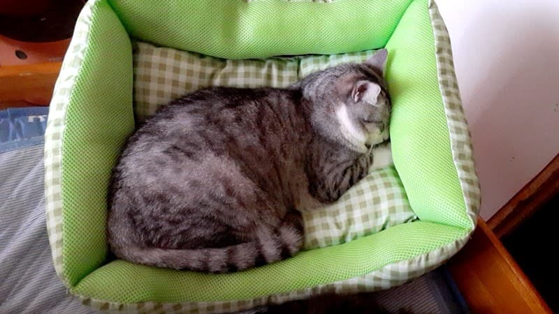 つちや動物医院
