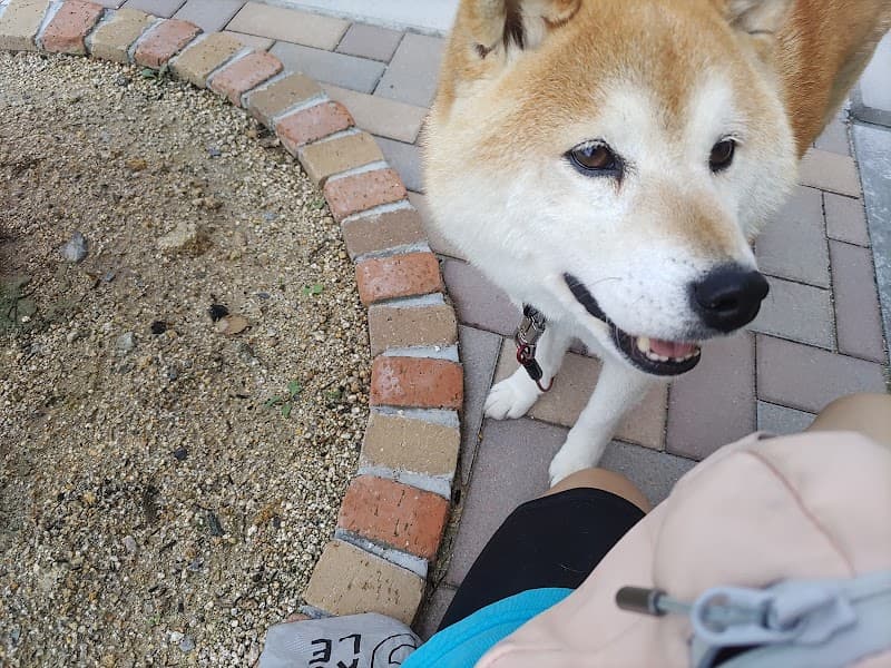 さとう動物病院