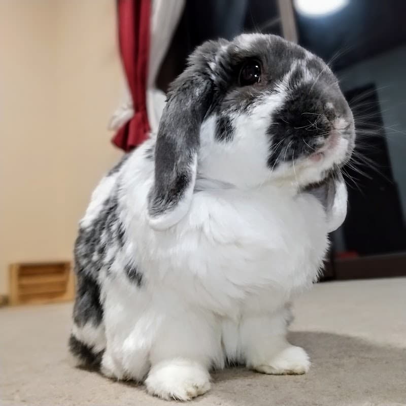 ラビッツ動物病院