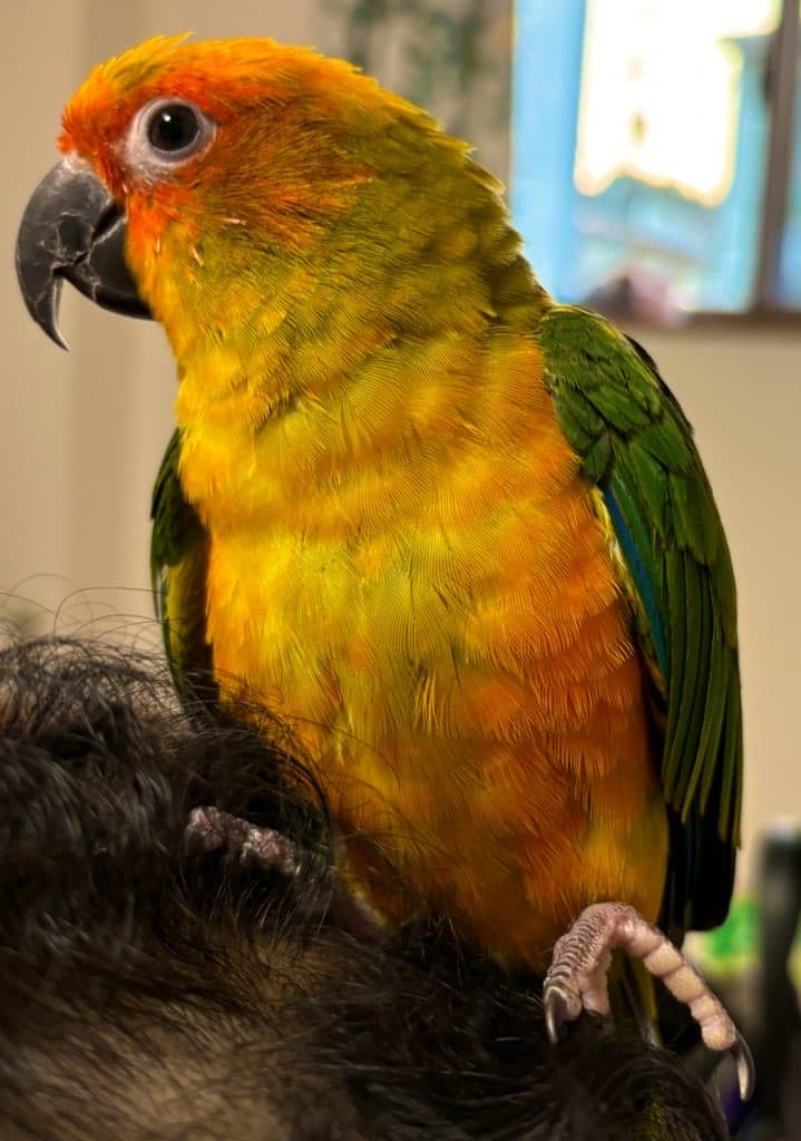 柘植小動物病院