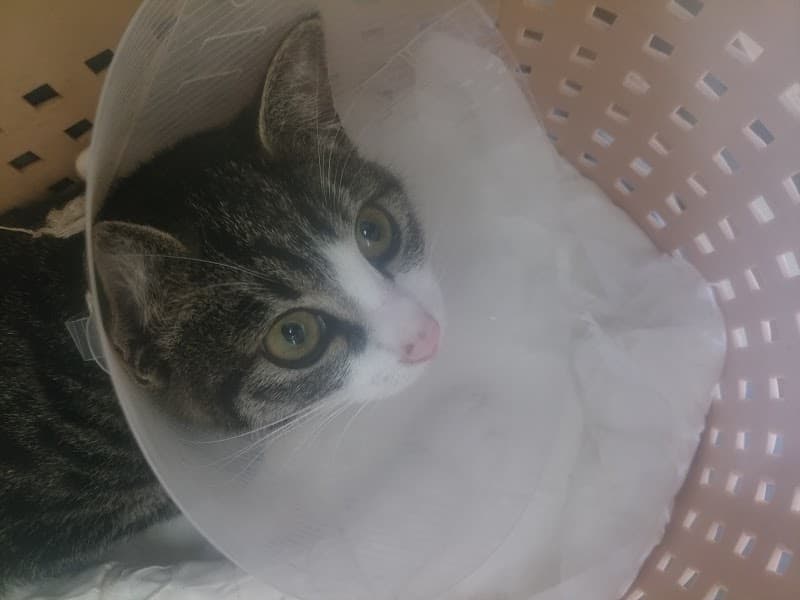 にいでら動物病院