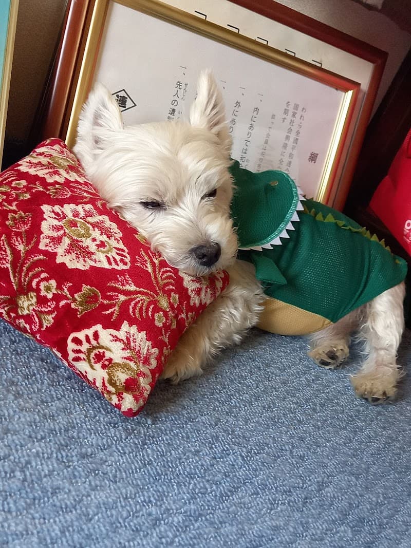 おおはし犬猫病院