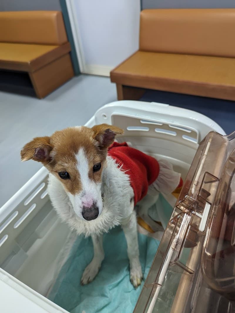 アニマルドクターうえのコスモス通り動物クリニック