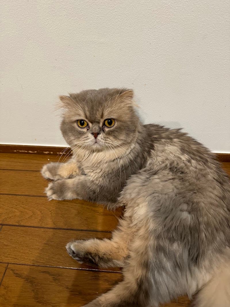 きくざきペットクリニック