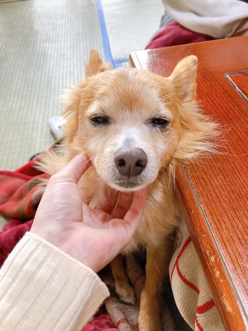 中條動物病院/郡山医院