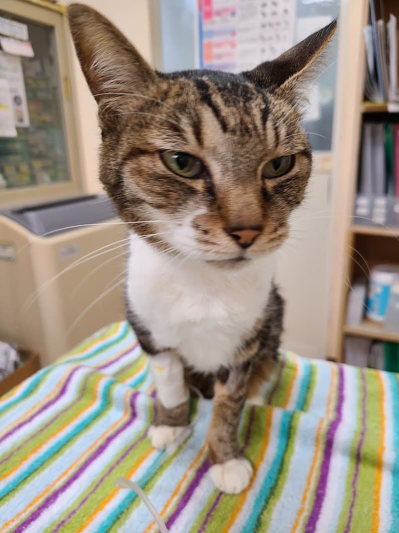 ななちゃん動物病院