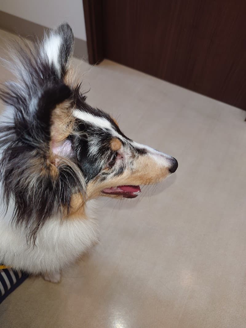 杉山動物病院