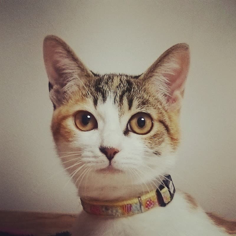 あすなろ動物病院