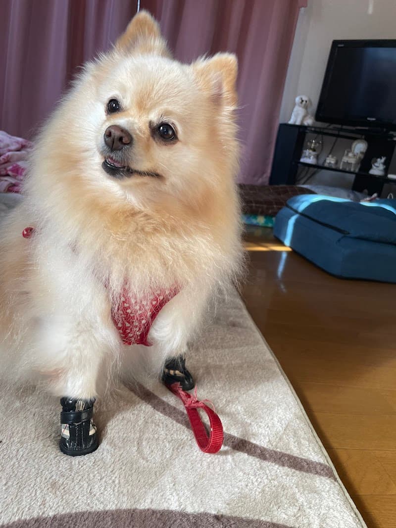 岩崎動物病院三和病院