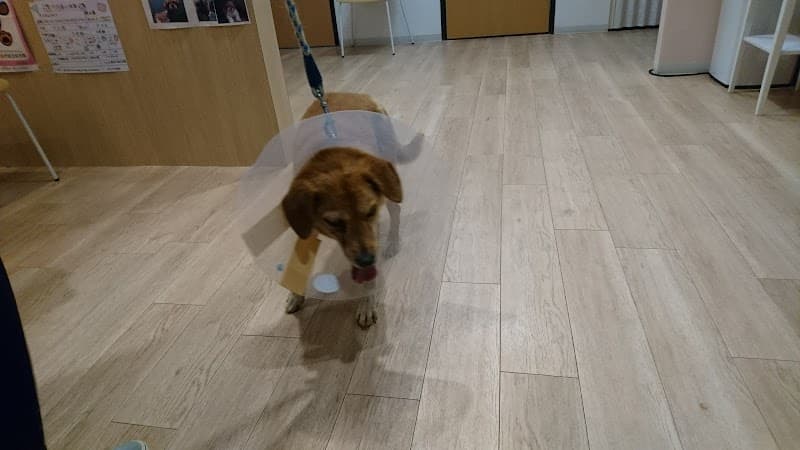 さくら動物病院