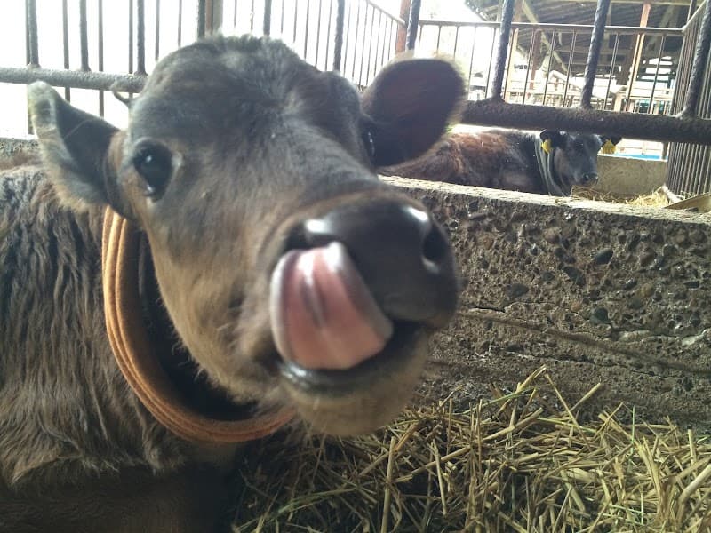 大竹獣医科医院