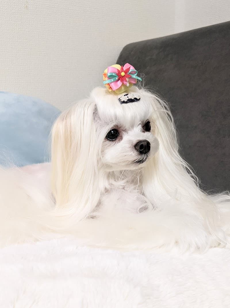 わかばペットクリニック