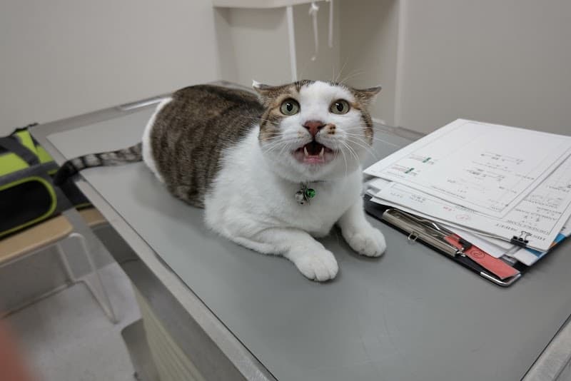 かみす動物病院