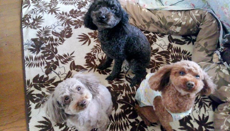 平泉獣医科医院