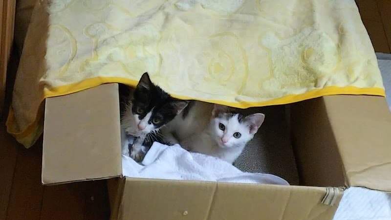 牛堀中央動物病院