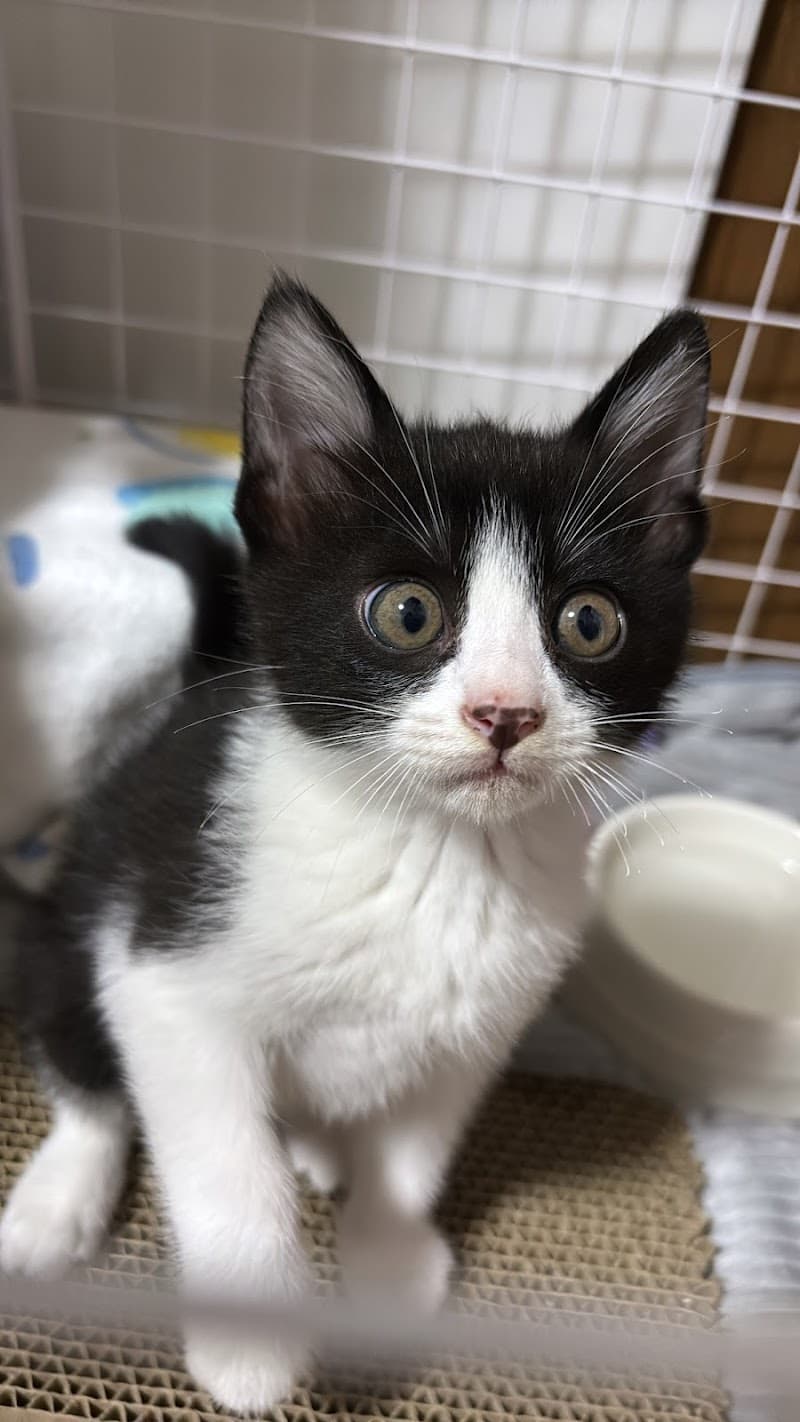 ながしま動物病院