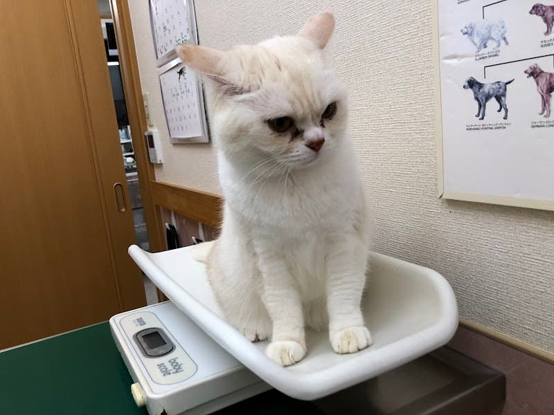 TOMMY動物病院