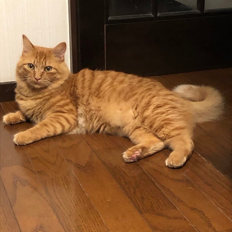 アリス動物病院