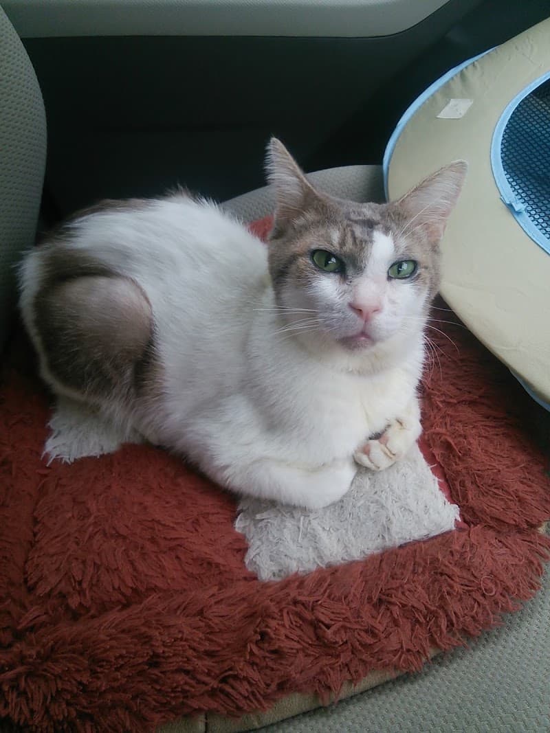 つくば学園ペットクリニック