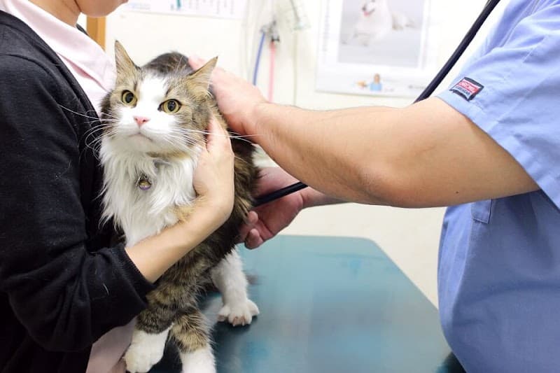 おおかわ動物病院