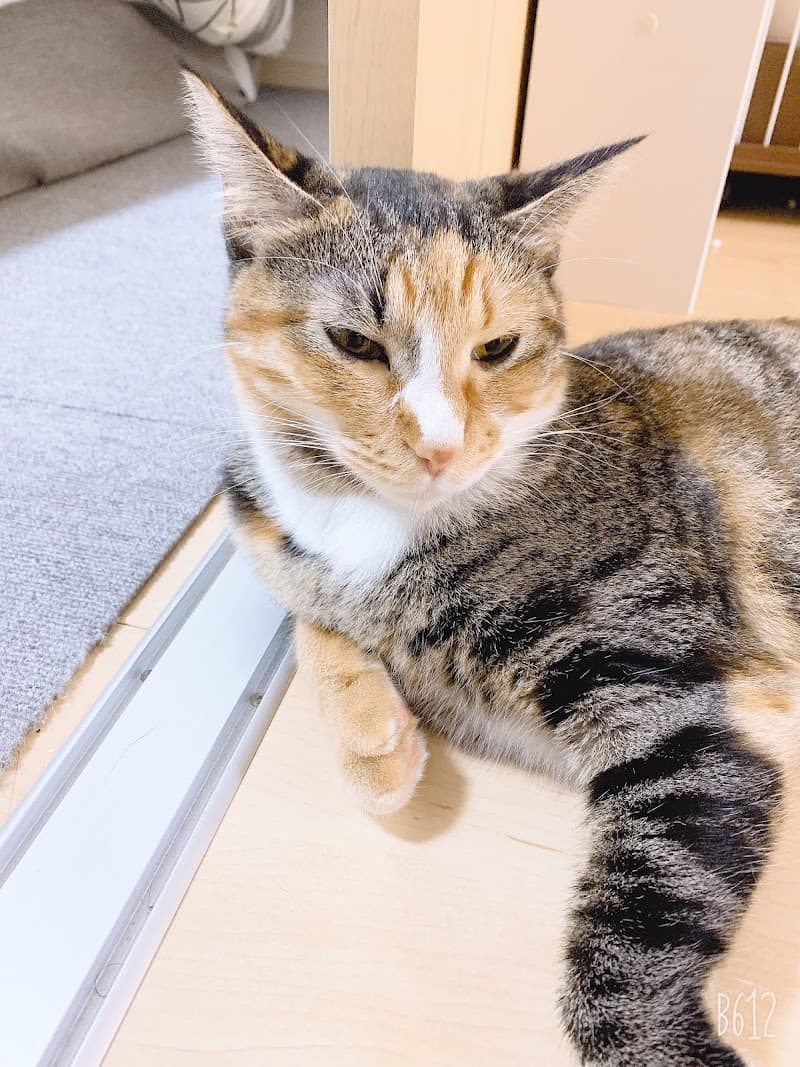 北村犬猫病院