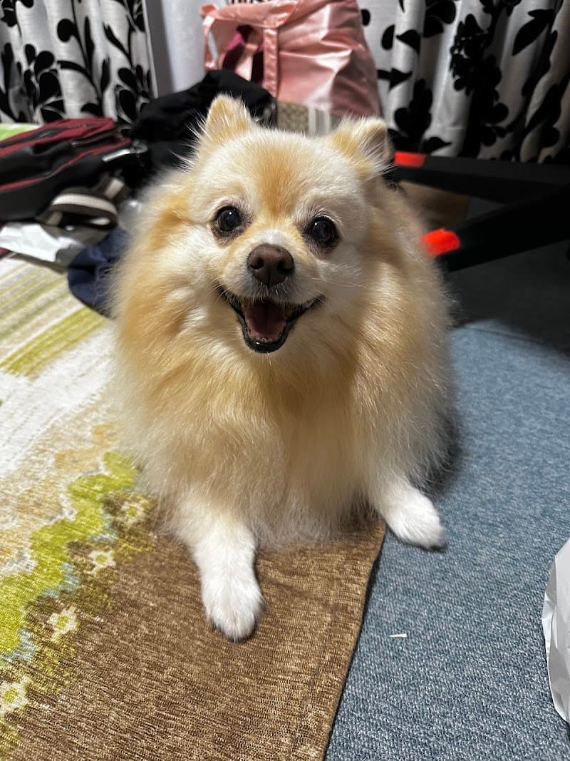 ひまわり動物病院