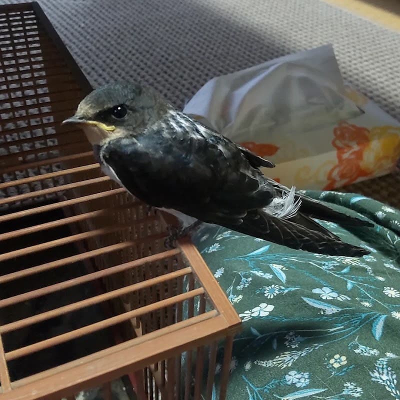 紫峰ヶ丘動物病院