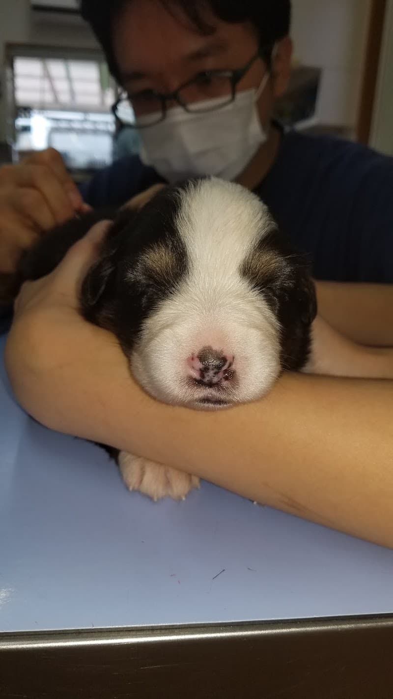 取手アルフォン動物病院