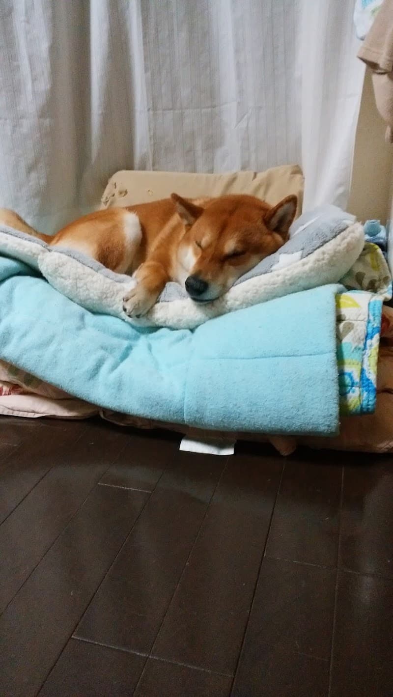 かねこ動物病院