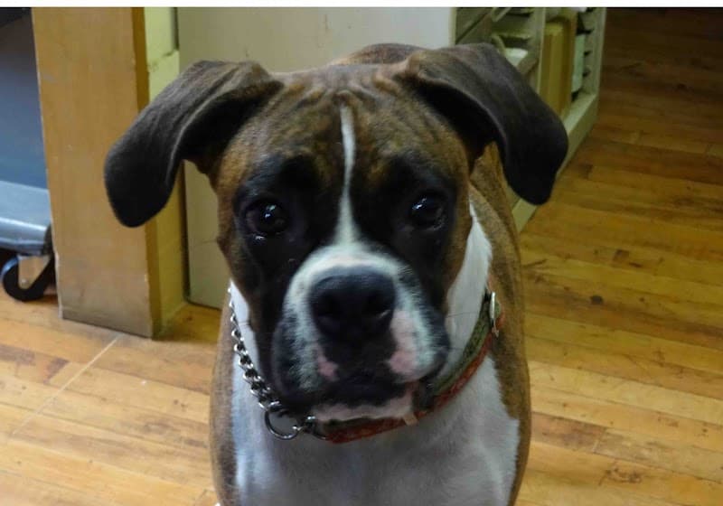 ひたち野東アニマルクリニック